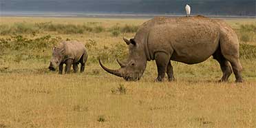 Lake Nakuru Animals – Wildlife in Lake Nakuru National Park