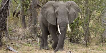 Niassa National Reserve