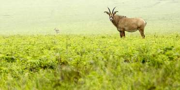 Nyika National Park