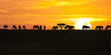 Serengeti Animals – Wildlife in Serengeti National Park
