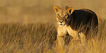 South Africa National Parks Game Reserves A Z List