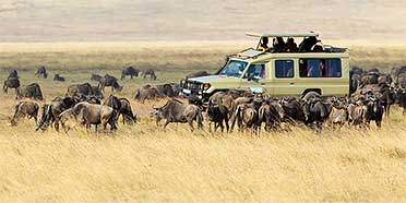 Top Rated Safari Tour Operators: Tanzania