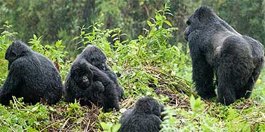 Uganda National Parks Game Reserves A Z List