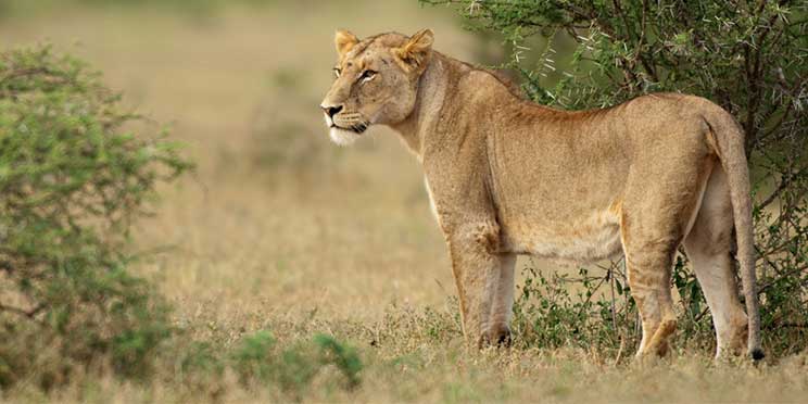 Kruger National Park – Travel Guide, Map & More!