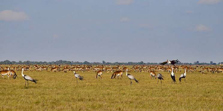 Lochinvar National Park – Travel Guide, Map & More!