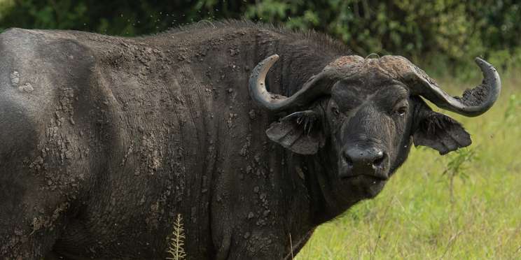 Marromeu National Reserve Best Time to Visit, Wildlife & More!