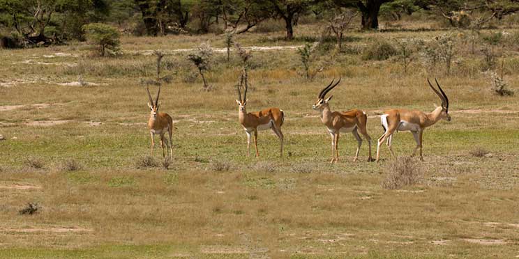 Samburu National Reserve Travel Guide, Map & More!