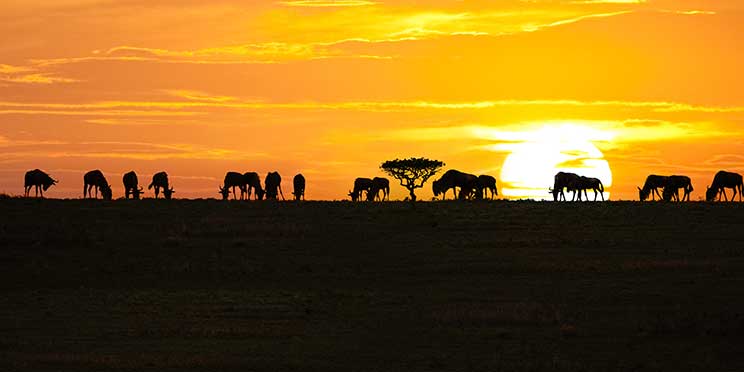 Serengeti Map – Detailed Map of Serengeti National Park