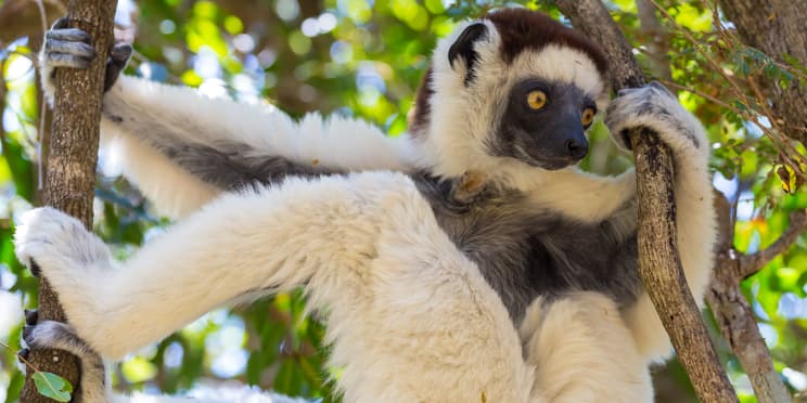 ZombitseVohibasia National Park Best Time to Visit, Wildlife & More!