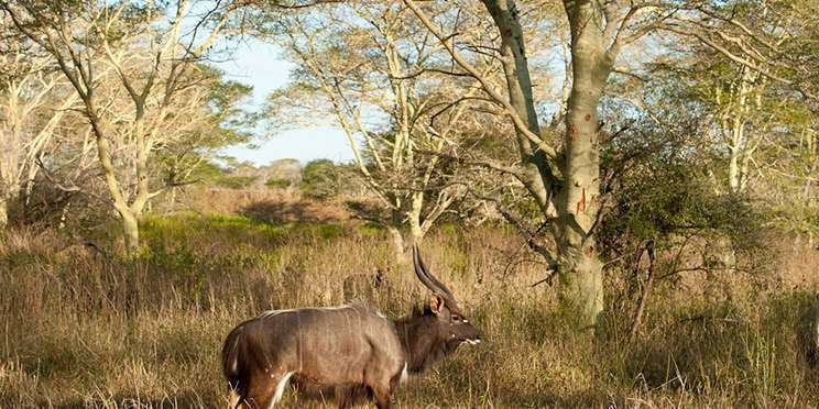 zulu nyala african safari