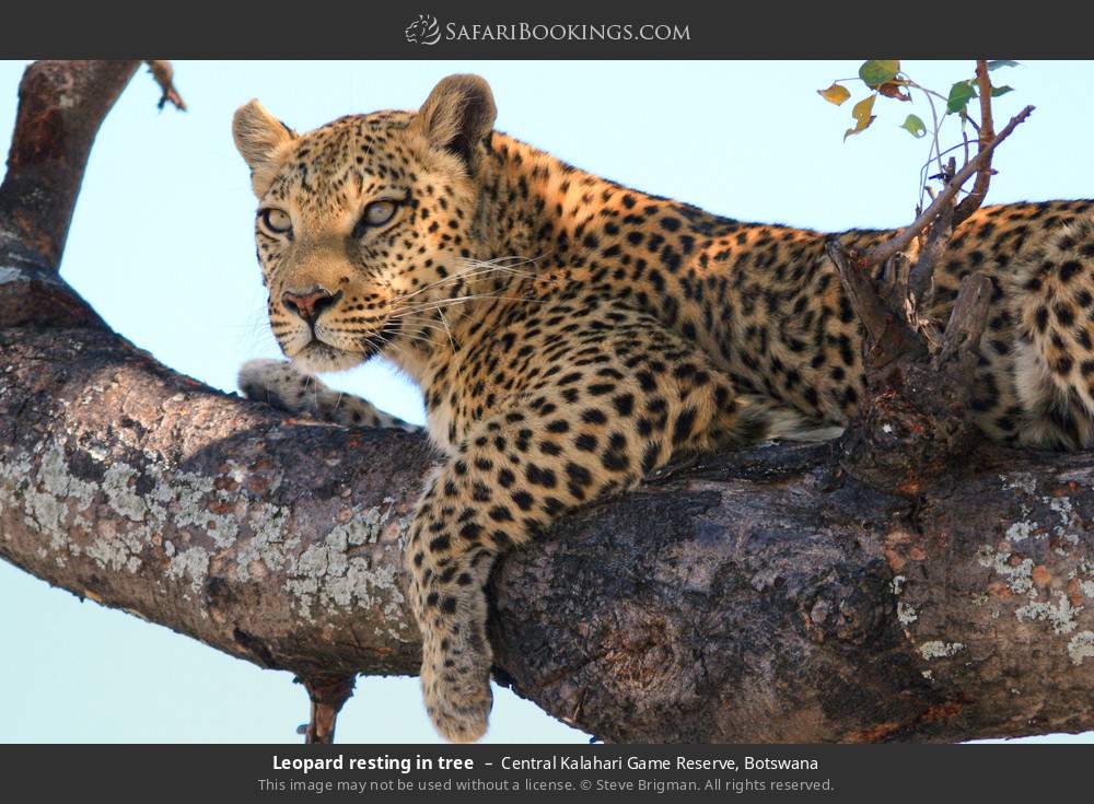 Leopard resting in tree in Central Kalahari Game Reserve, Botswana