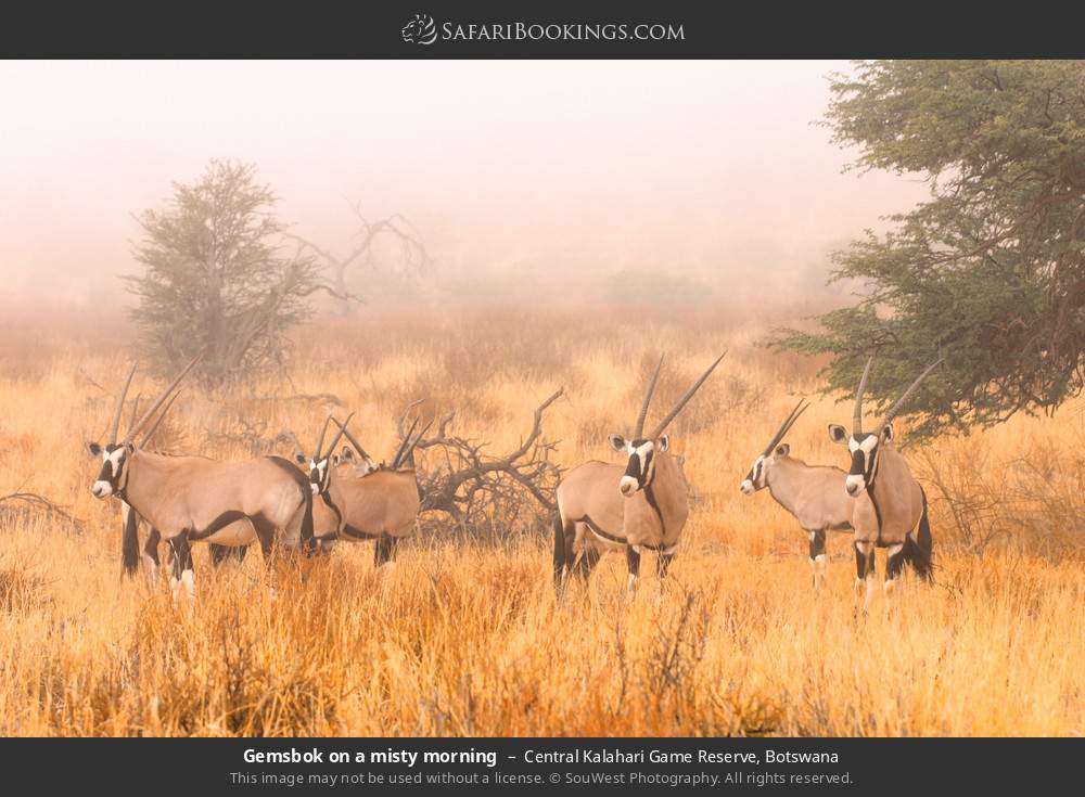 Gemsbok on a misty morning in Central Kalahari Game Reserve, Botswana