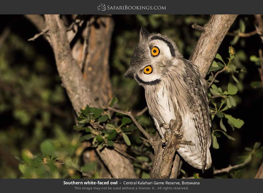 Southern white-faced owl in Central Kalahari Game Reserve, Botswana