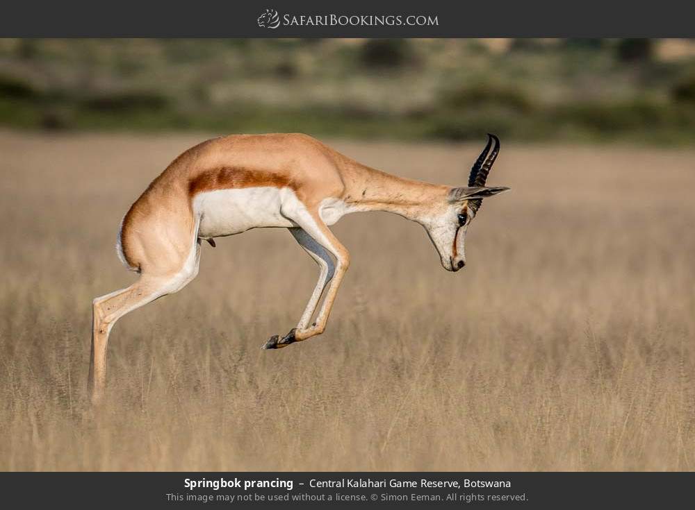 Springbok prancing in Central Kalahari Game Reserve, Botswana