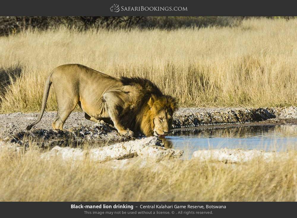 Black-maned lion drinking in Central Kalahari Game Reserve, Botswana