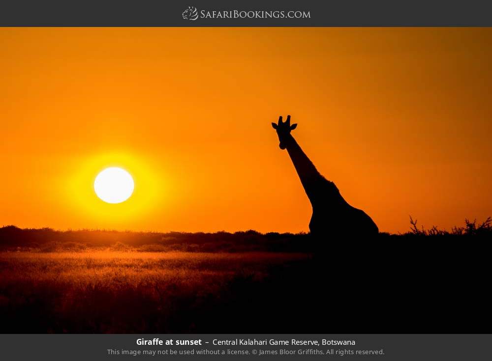 Giraffe at sunset in Central Kalahari Game Reserve, Botswana