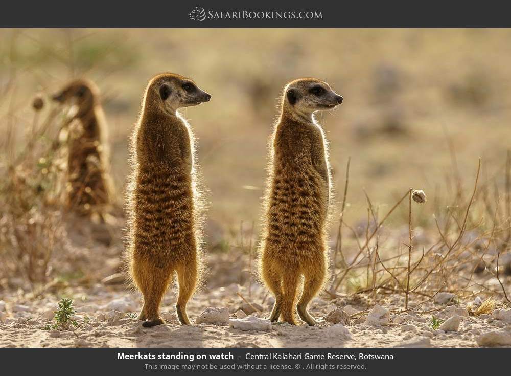 Meerkats standing watch in Central Kalahari Game Reserve, Botswana