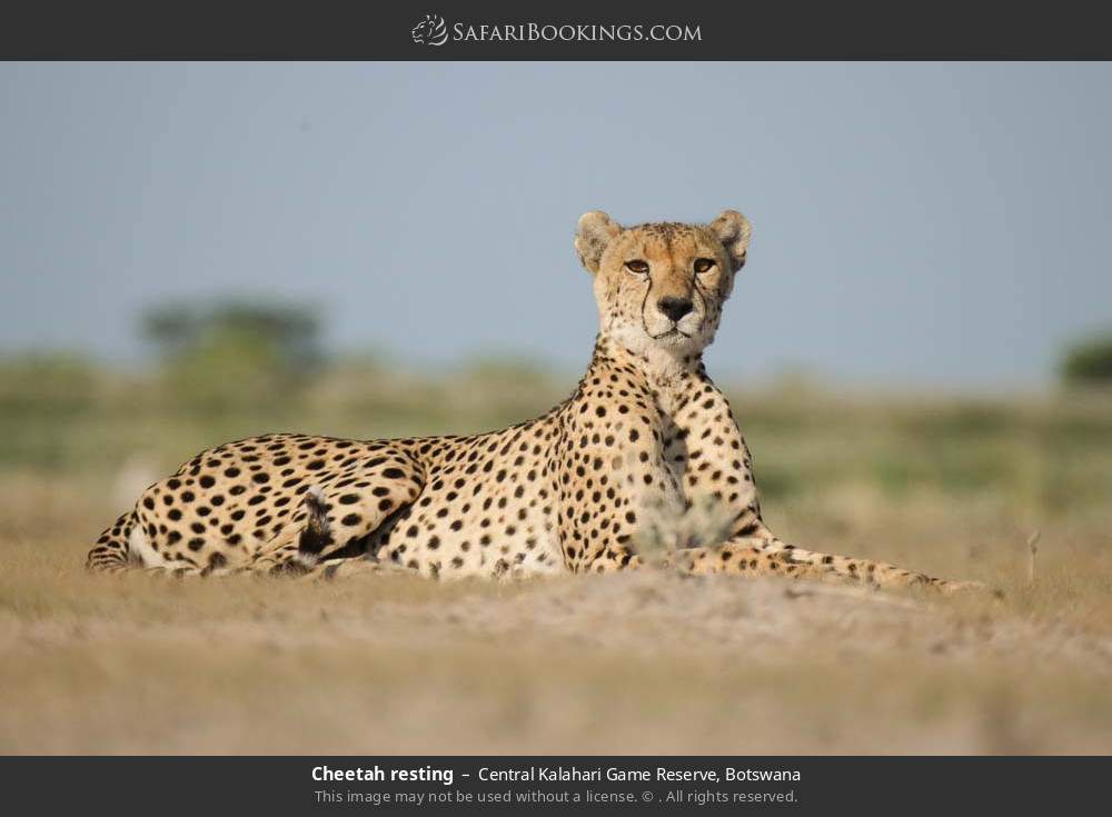 Cheetah resting in Central Kalahari Game Reserve, Botswana