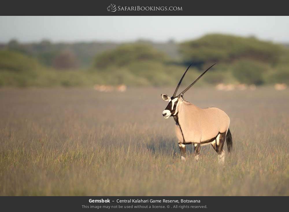 Gemsbok in Central Kalahari Game Reserve, Botswana