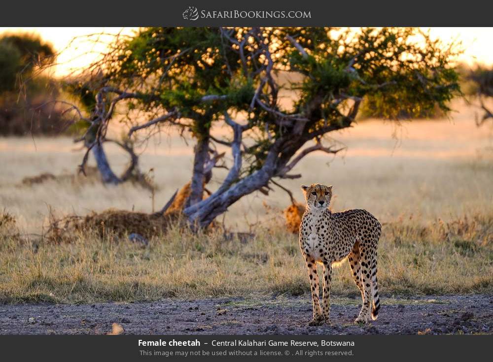 Female cheetah in Central Kalahari Game Reserve, Botswana