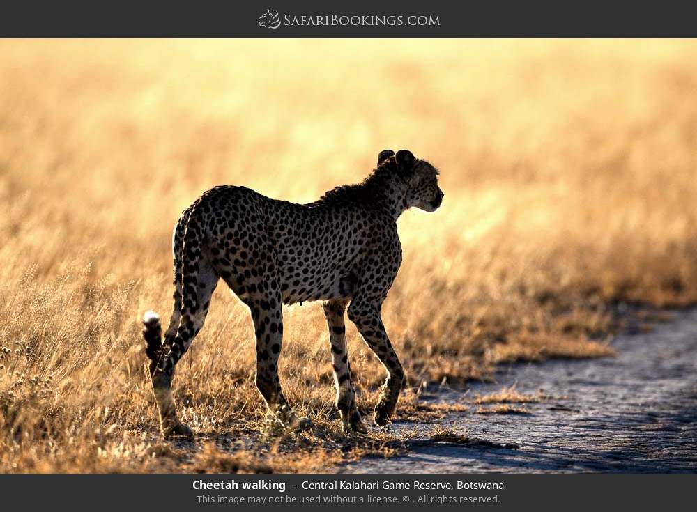 Cheetah walking in Central Kalahari Game Reserve, Botswana