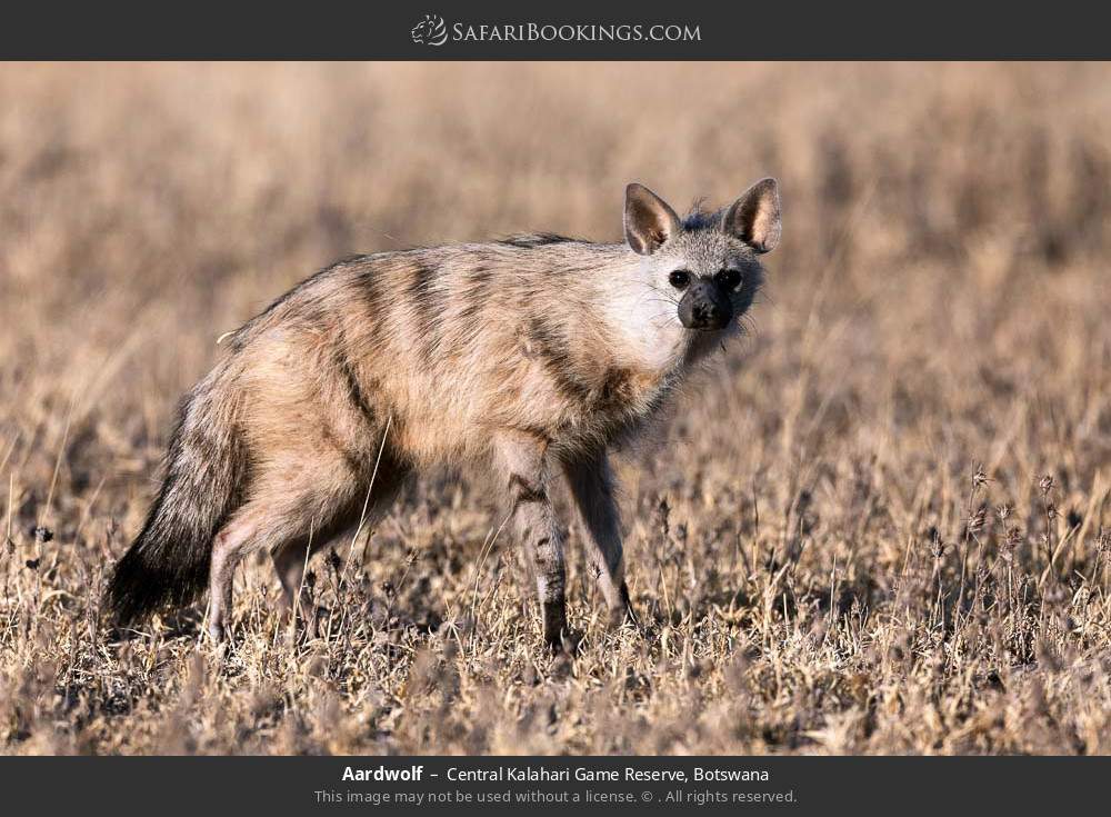 Aardwolf in Central Kalahari Game Reserve, Botswana