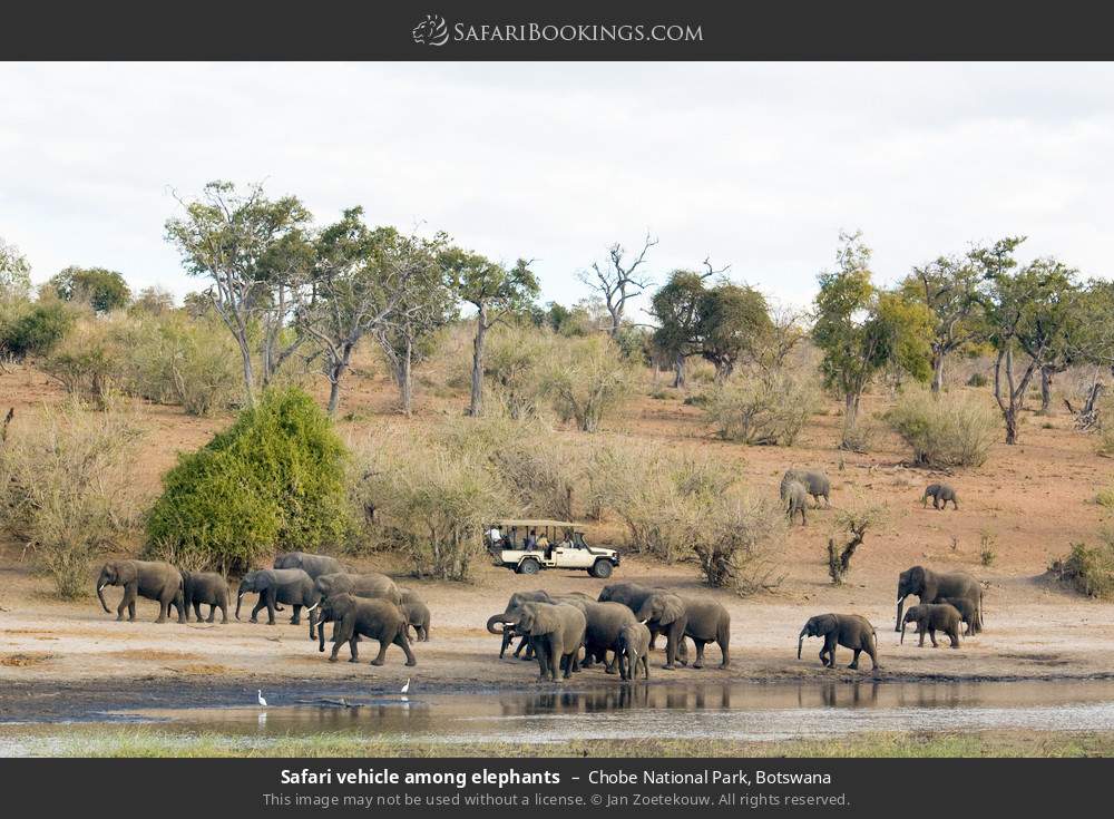 Safari vehicle among elephants in Chobe National Park, Botswana