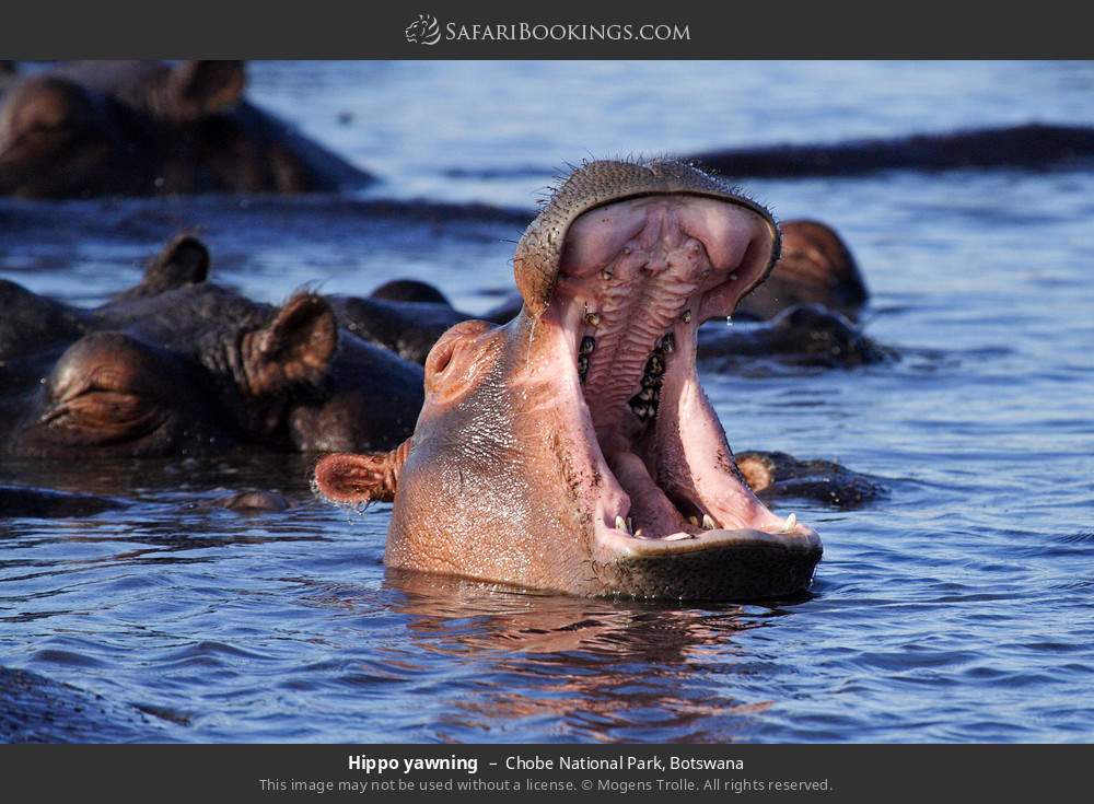 Hippo yawning in Chobe National Park, Botswana