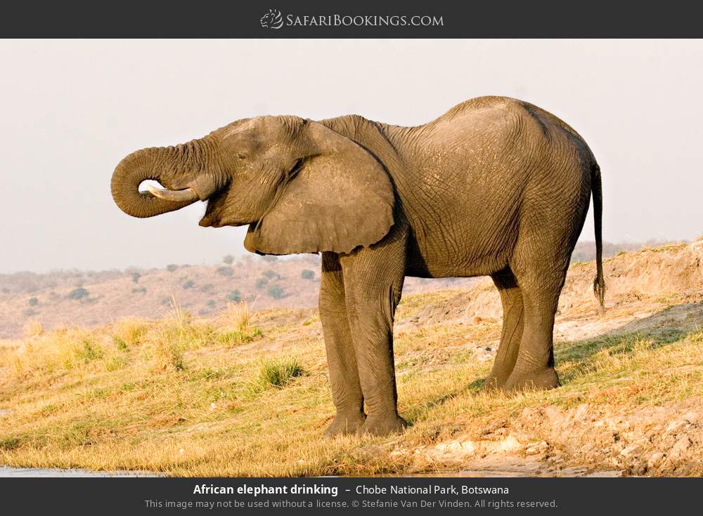 African elephant drinking in Chobe National Park, Botswana