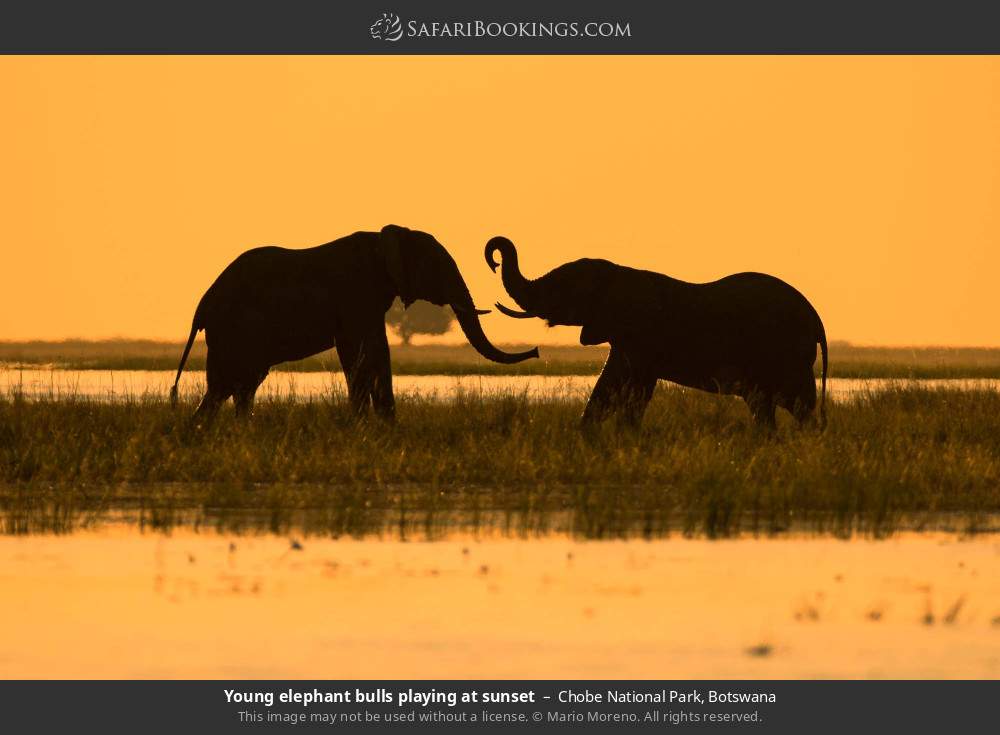 Young elephant bulls playing at sunset in Chobe National Park, Botswana