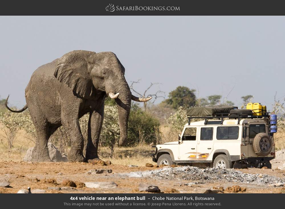 Safari vehicle near an elephant bull in Chobe National Park, Botswana