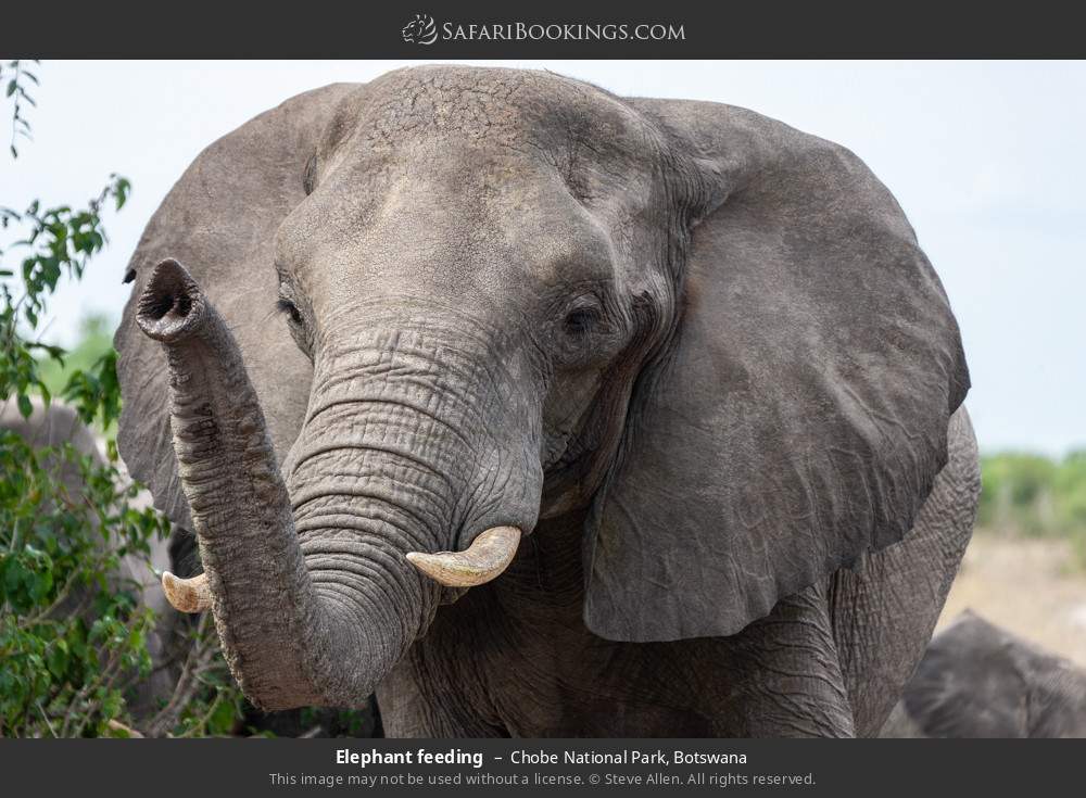 Elephant feeding in Chobe National Park, Botswana