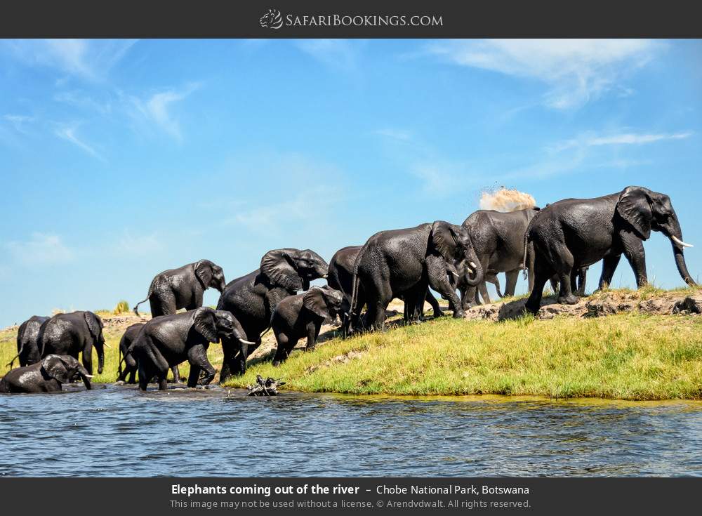 Elephants coming out of the river in Chobe National Park, Botswana