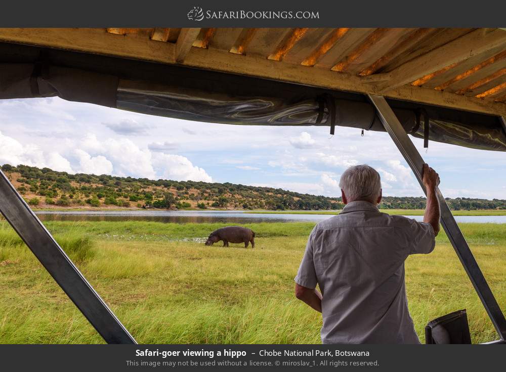 Safari-goer viewing a hippo in Chobe National Park, Botswana