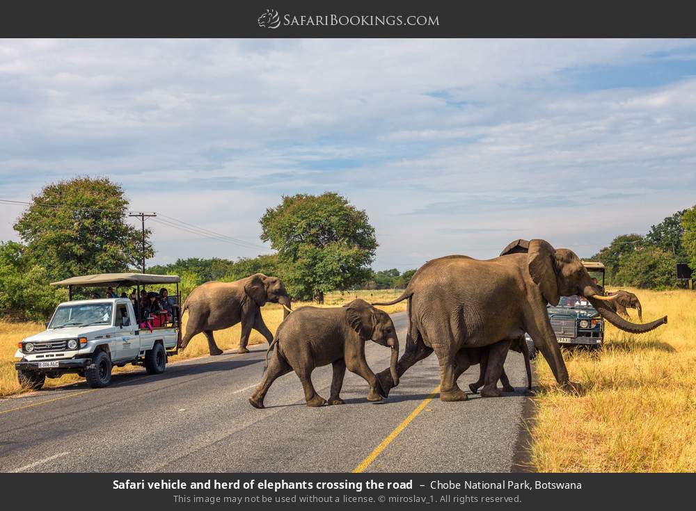 Safari vehicles and herd of elephants crossing the road in Chobe National Park, Botswana