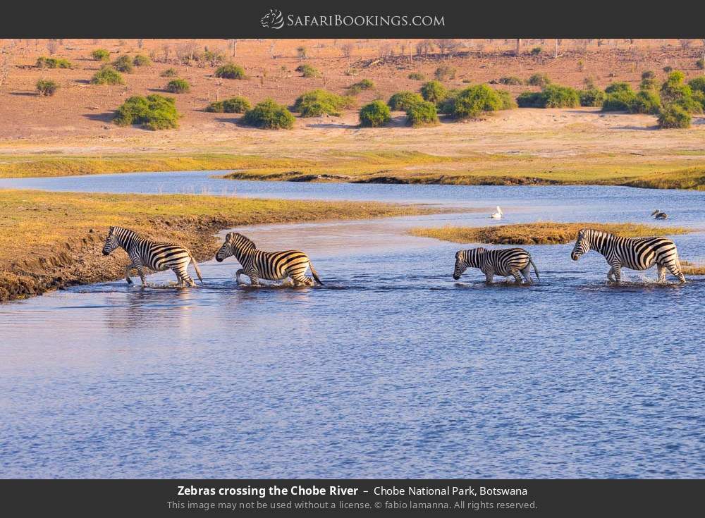 Zebras crossing the Chobe River in Chobe National Park, Botswana