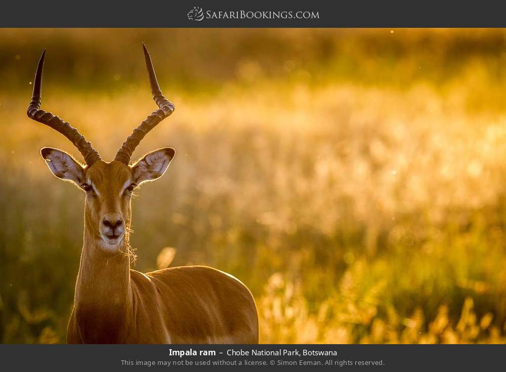 Impala ram in Chobe National Park, Botswana