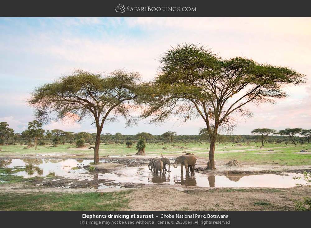 Elephants drinking at sunset in Chobe National Park, Botswana