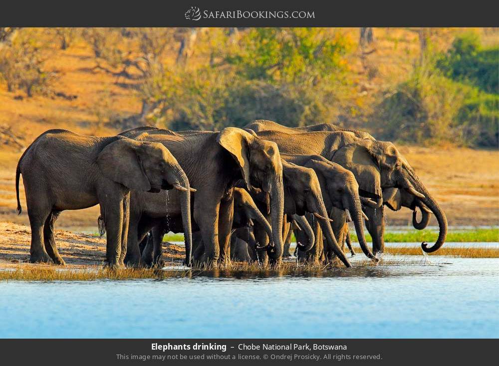 Elephants drinking in Chobe National Park, Botswana