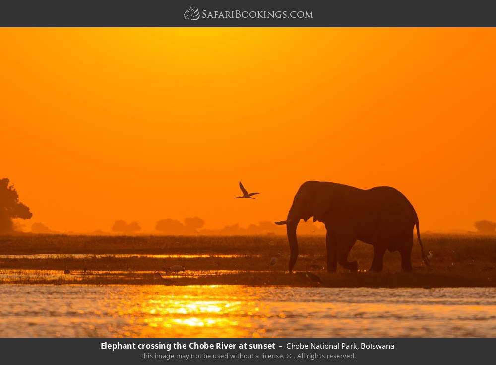 Elephant crossing the Chobe River at sunset in Chobe National Park, Botswana