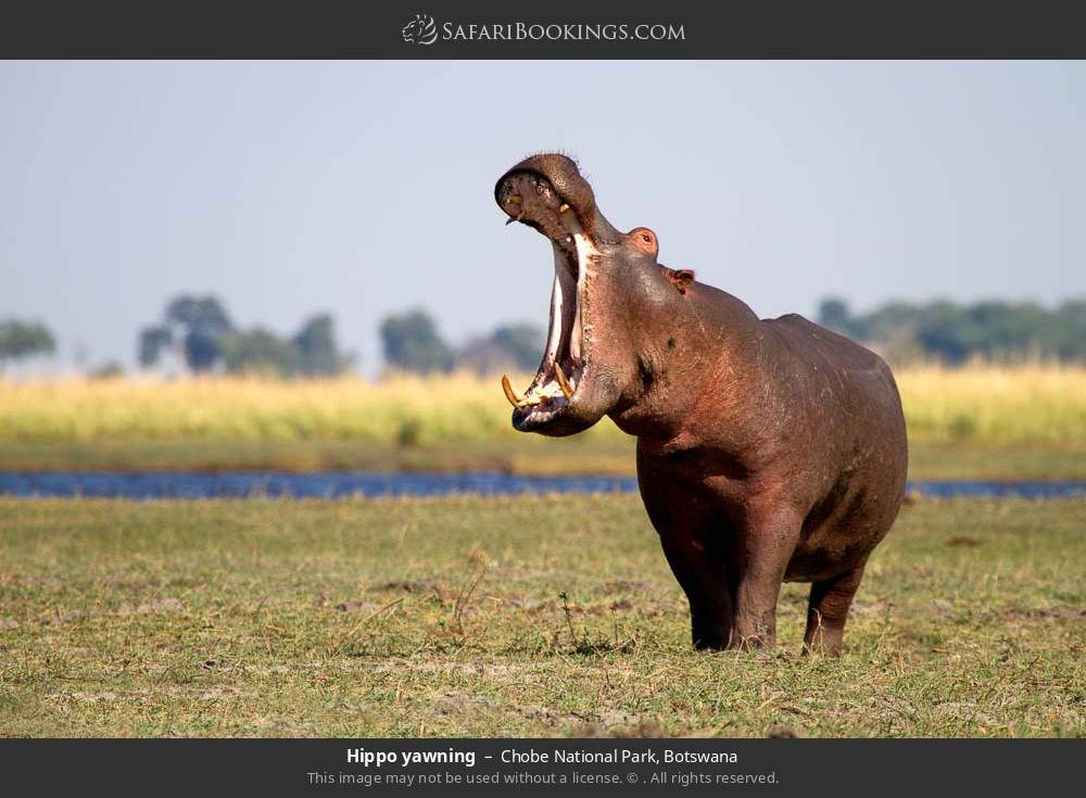 Hippo yawning in Chobe National Park, Botswana