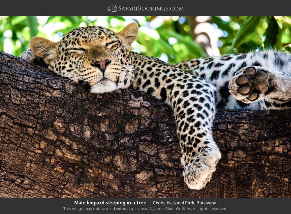 Male leopard sleeping in a tree in Chobe National Park, Botswana