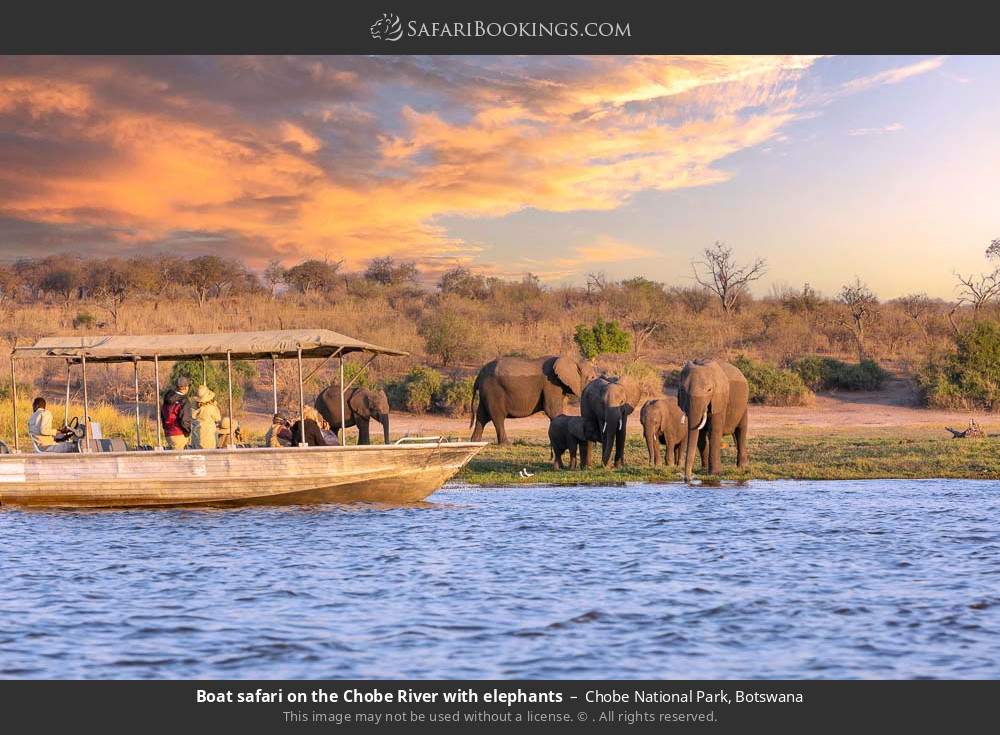 Boat safari passing elephants on the Chobe River in Chobe National Park, Botswana