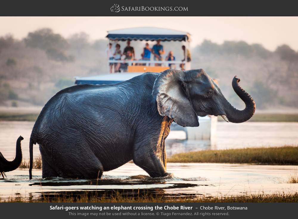 Safari-goers watching an elephant crossing the Chobe River in Chobe River, Botswana