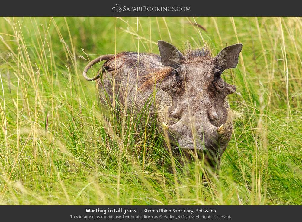 Warthog in tall grass in Khama Rhino Sanctuary, Botswana