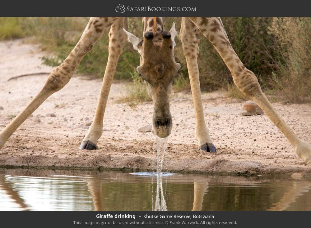 Giraffe drinking in Khutse Game Reserve, Botswana