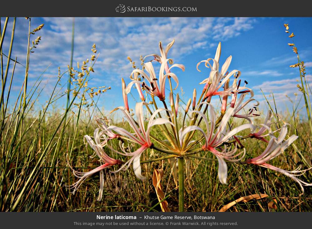 Nerine laticoma in Khutse Game Reserve, Botswana