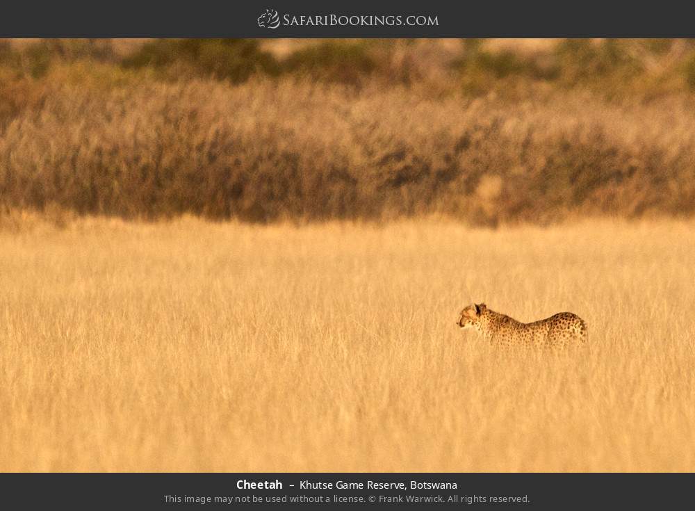 Cheetah in Khutse Game Reserve, Botswana