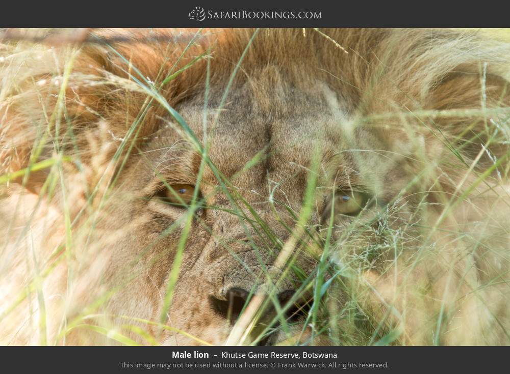 Male lion in Khutse Game Reserve, Botswana