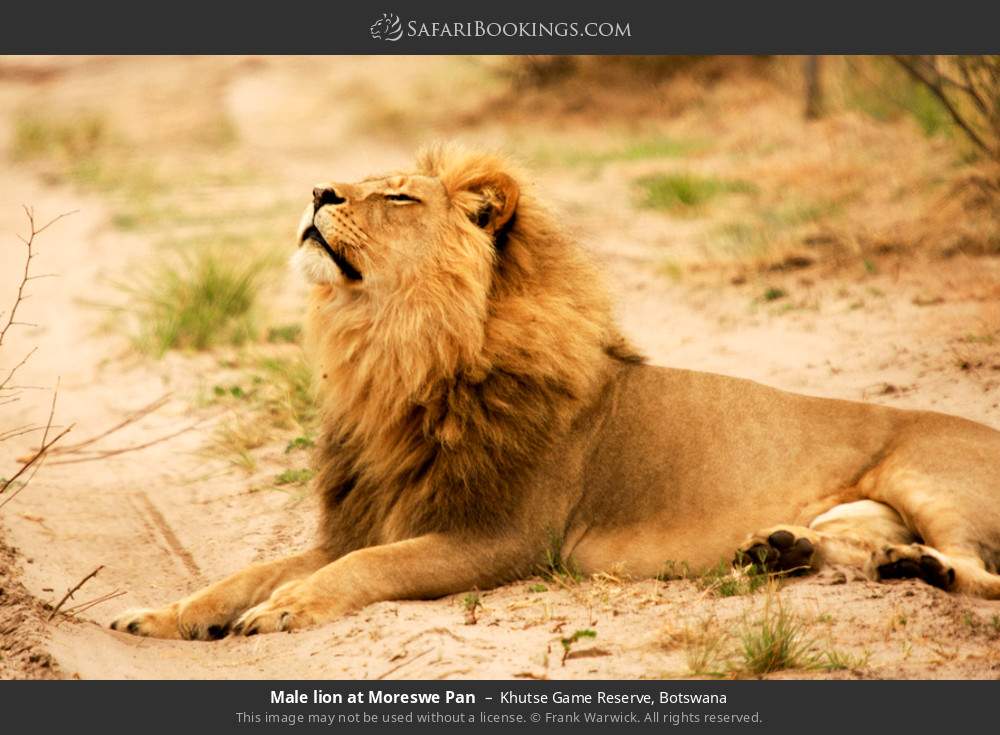 Male lion at Moreswe Pan in Khutse Game Reserve, Botswana
